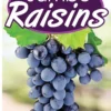 Jumbo-Raisins-
